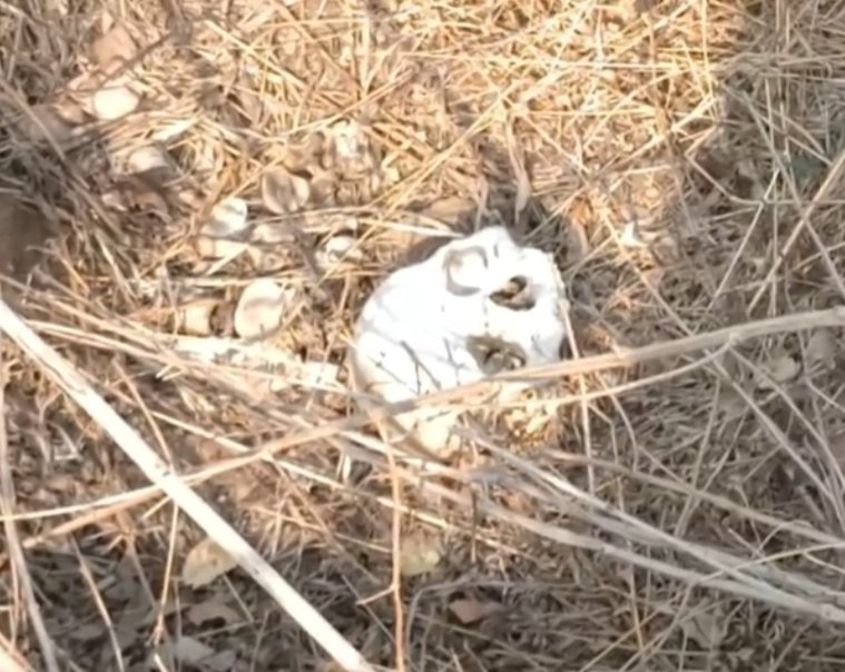 मानव कंकाल को कुत्तों ने खींचकर लाया, छिंदवाड़ा बाईपास सिंगोड़ी पर पुलिस पहुंची-SSP जांच में
